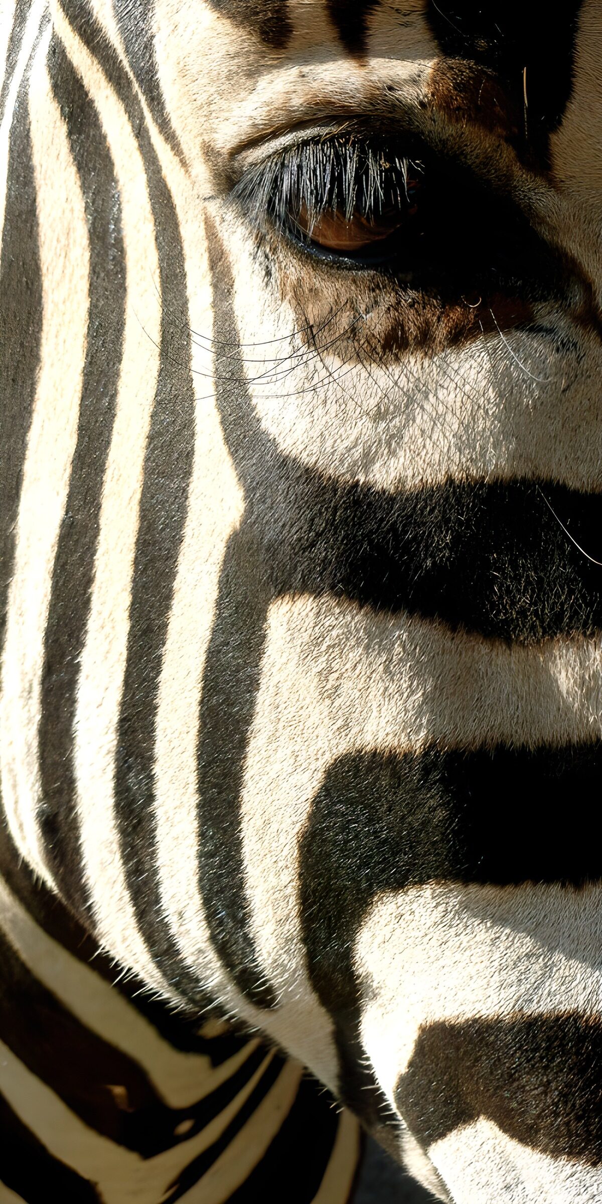 Close-Up of a Striped Zebra Face
