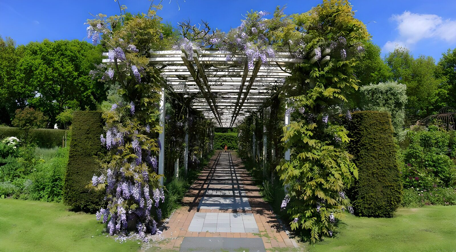 OCCOM9025231: Wisteria-Covered Garden Pathway