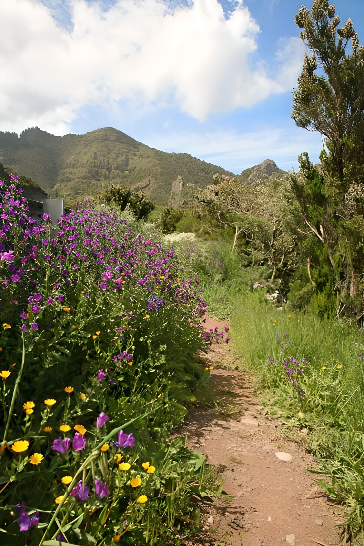 Serene Mountain Pathway with Wildflowers