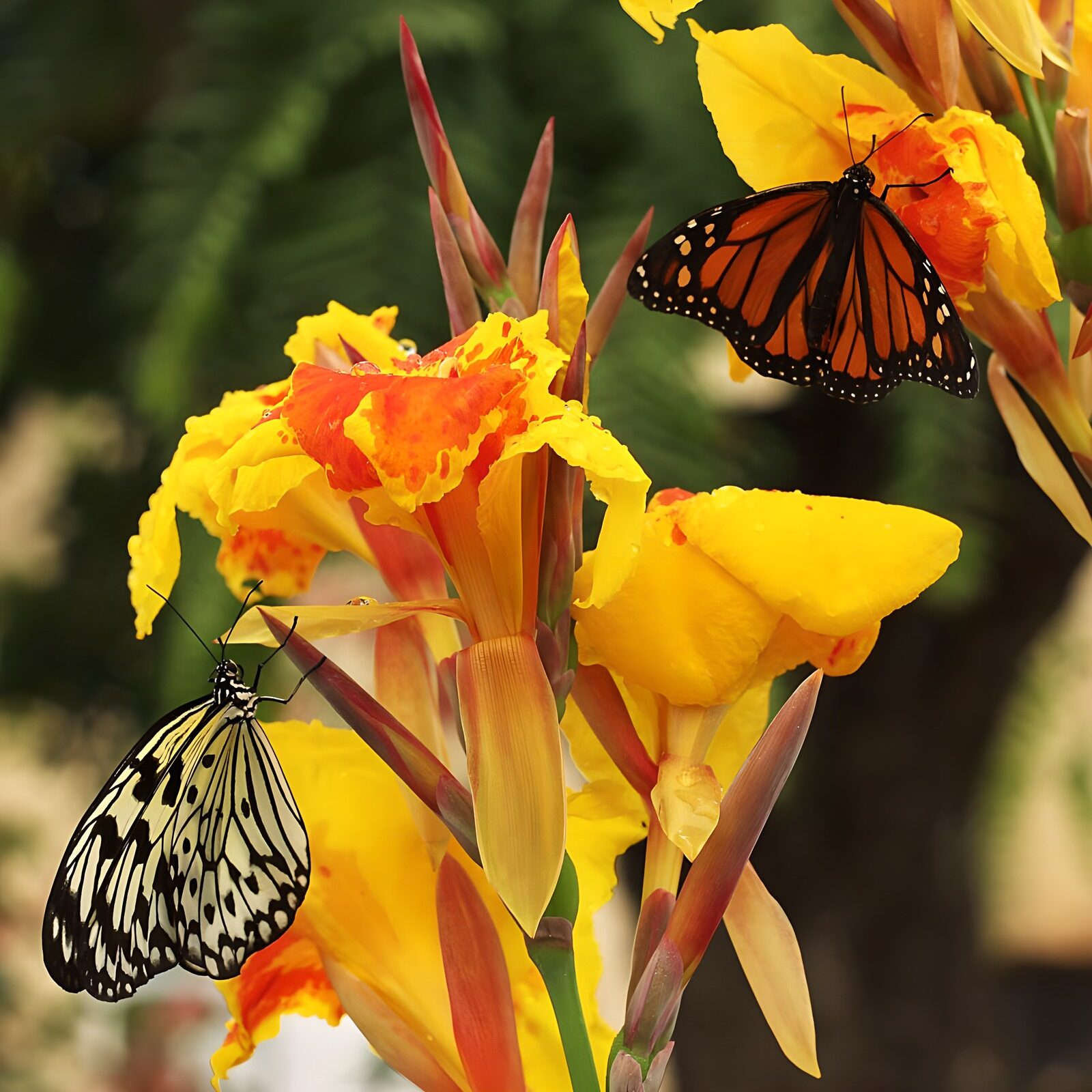 OCCOM7128889: Vibrant Butterflies on Colorful Flowers