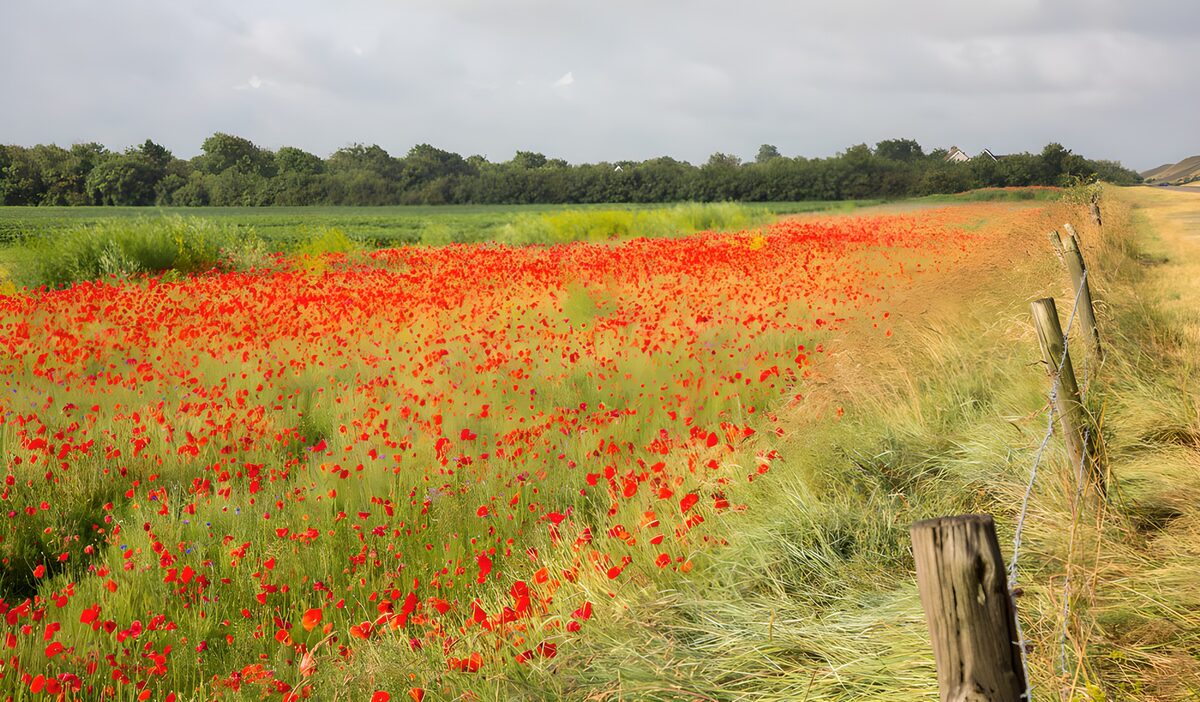 OCCOM8439454: Vibrant Poppy Field in Bloom