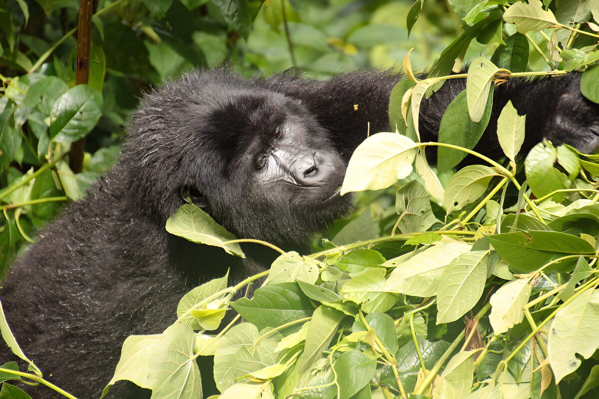 Playful Gorilla Among Lush Greenery