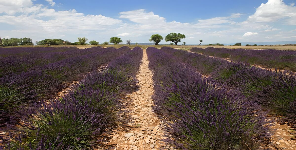 OCCOM1684318: Serene Lavender Fields Under Blue Skies