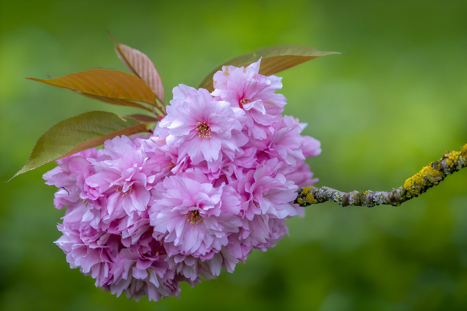 OCCOM4980300: Delicate Pink Cherry Blossoms in Bloom