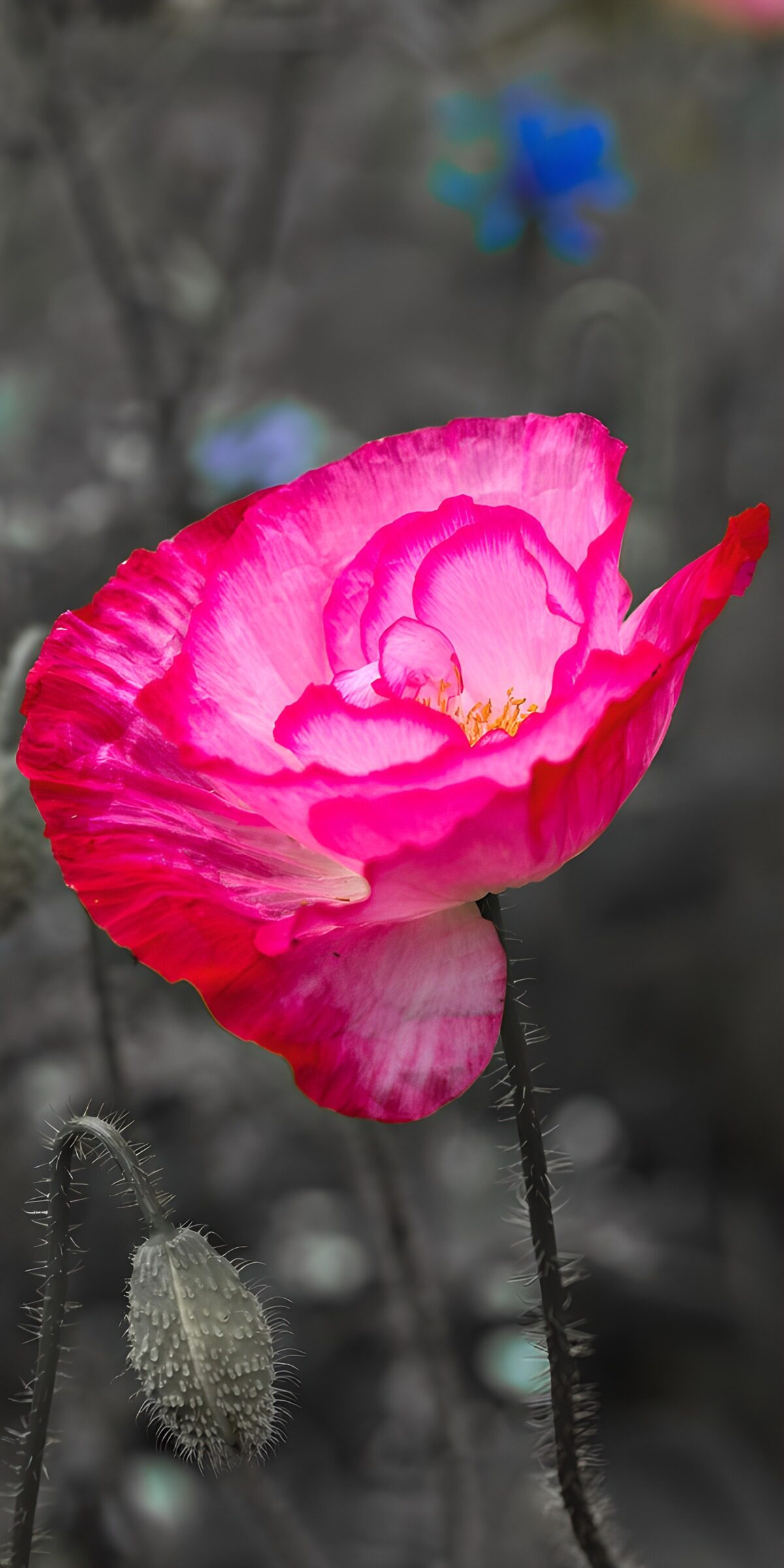 OCCOM4958309: Vibrant Pink Blossom