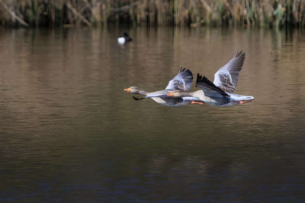 OCCOM2271064: Geese in Flight Over Calm Waters