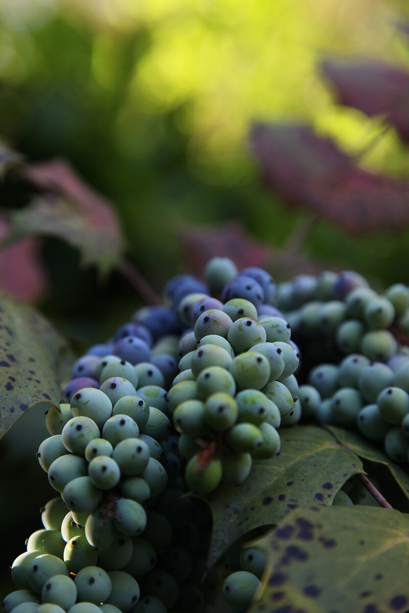 Wild Grapes in Soft Focus