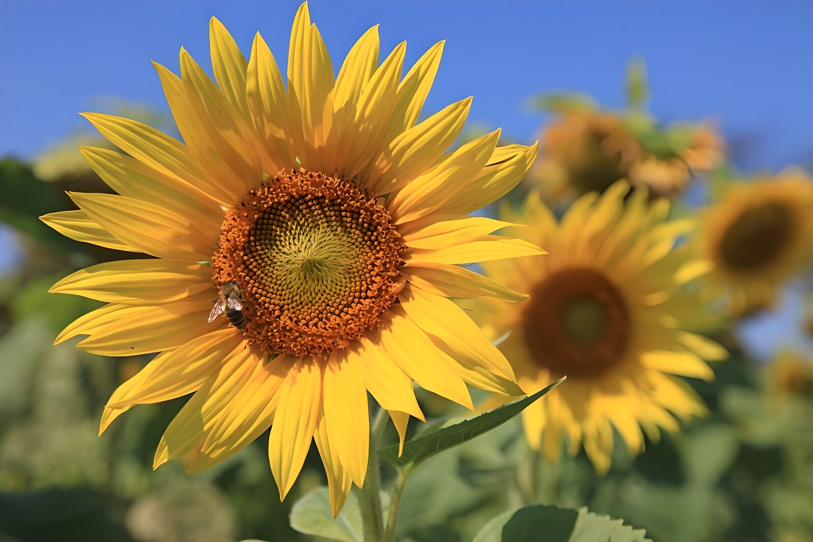 OCCOM9715914: Sunflower in Bloom with Bee