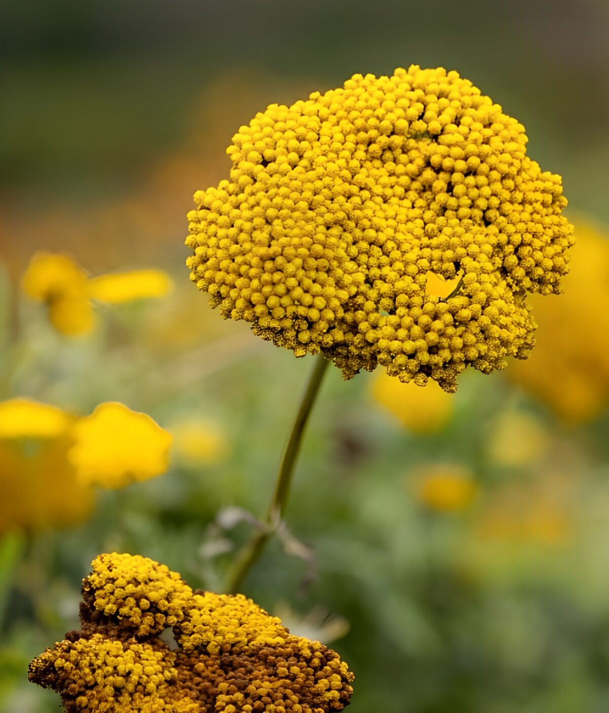 OCCOM6002757: Vibrant Yellow Flower Cluster