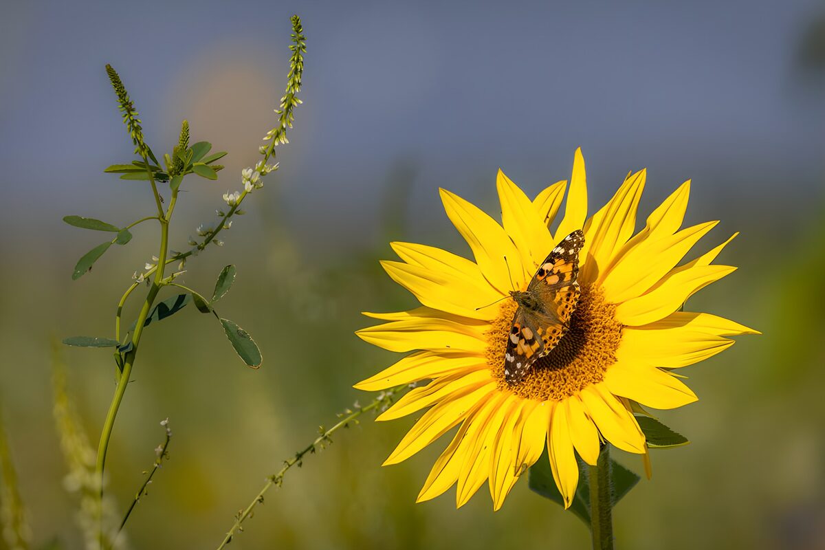 Butterfly on a Vibrant Sunflower