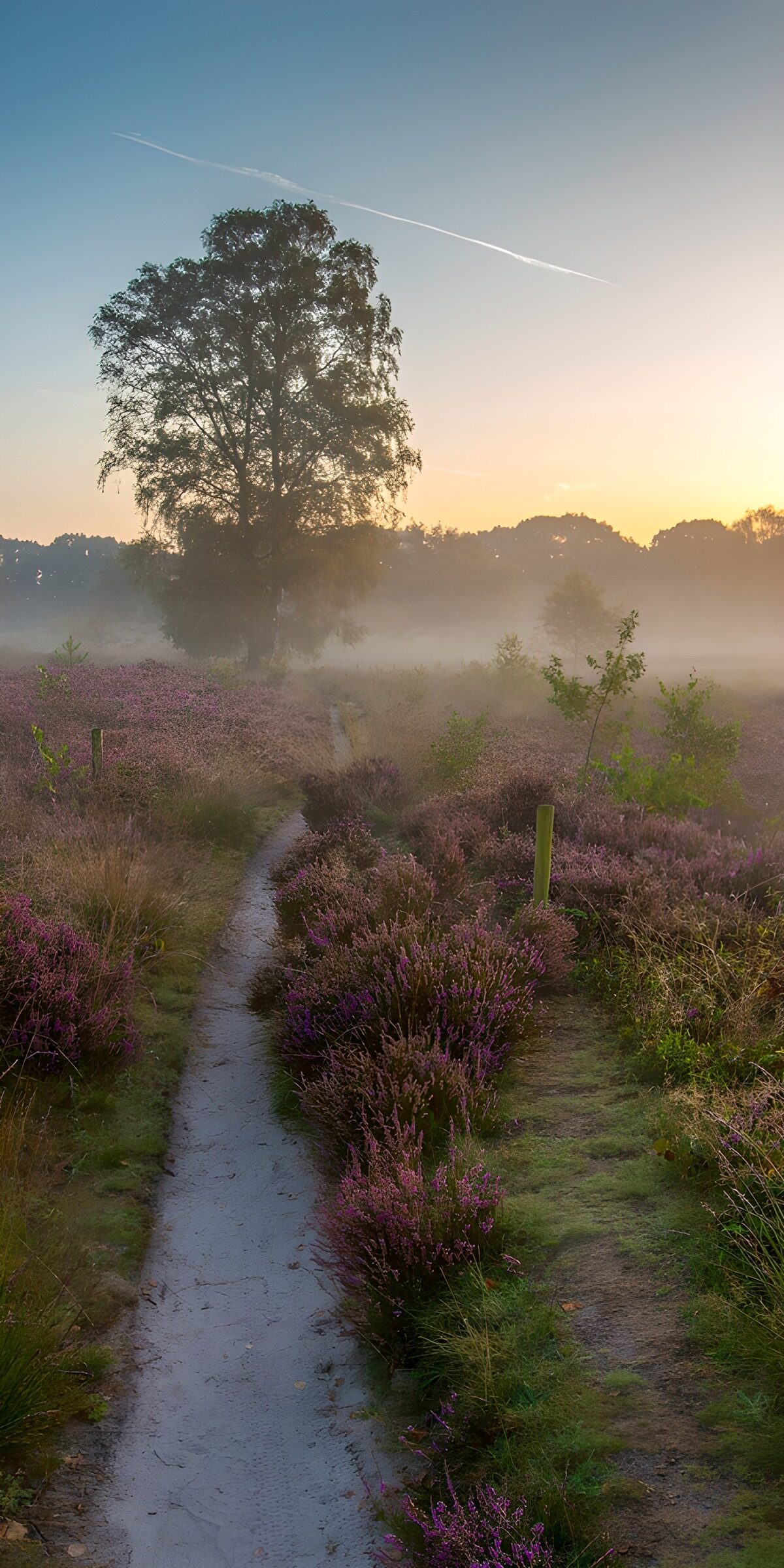 OCCOM2724726: Misty Morning on a Heathy Path