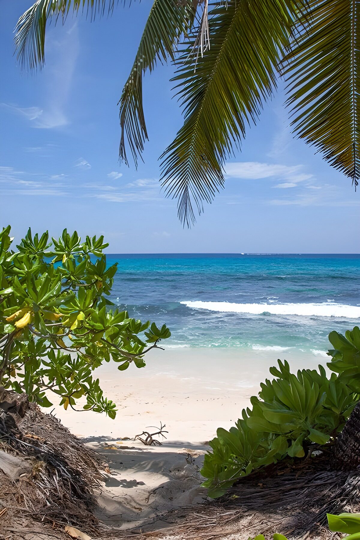 OCCOM6602868: Tropical Beach View Through Lush Foliage