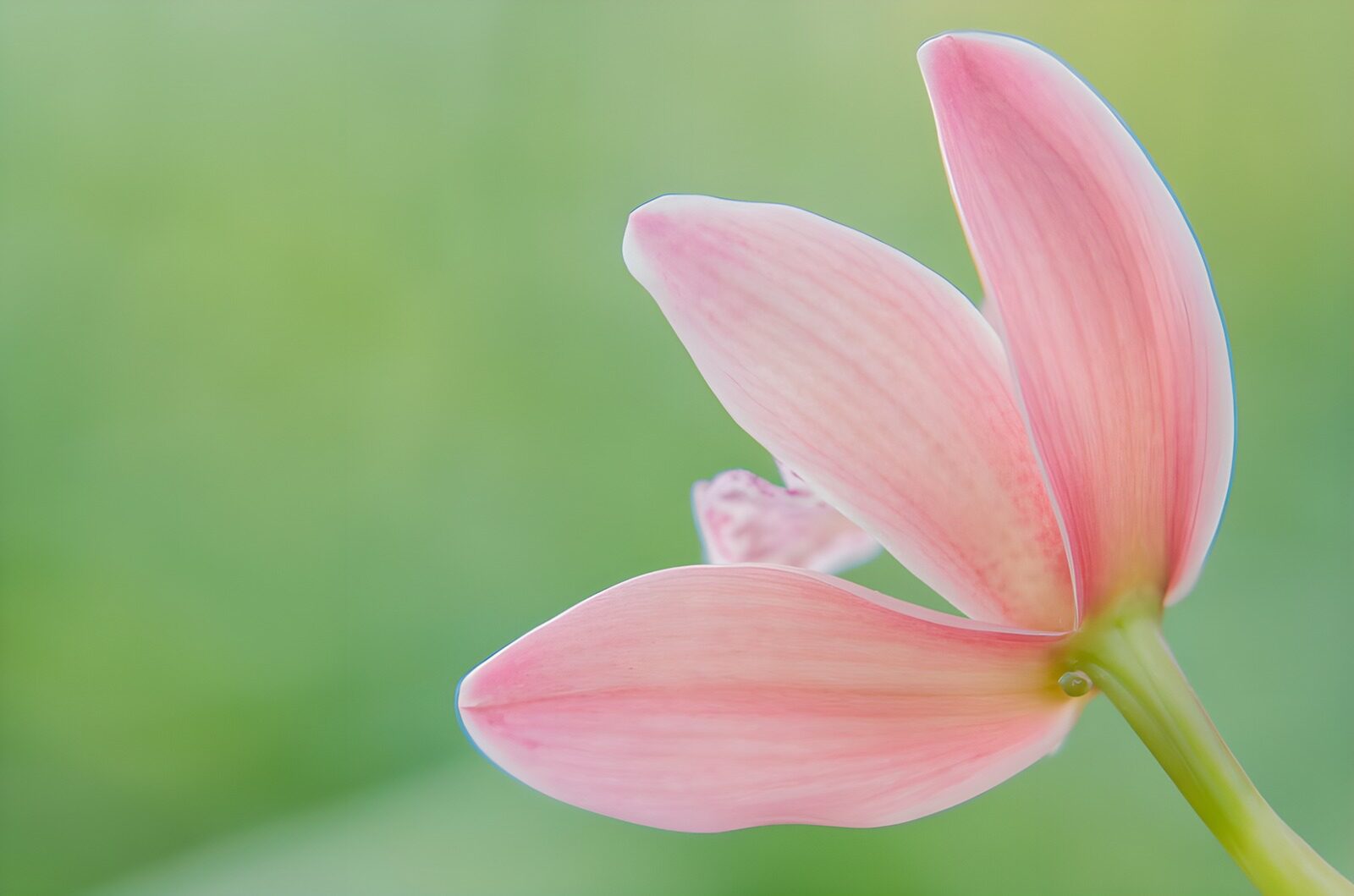 OCCOM1710351: Delicate Pink Orchid Blossom