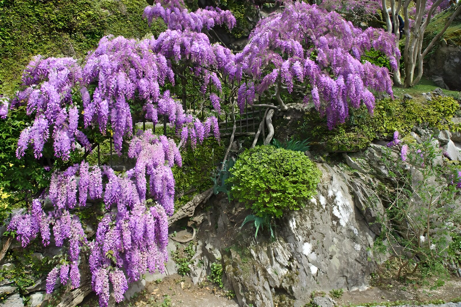 OCCOM2924822: Wisteria Blossoms in Spring