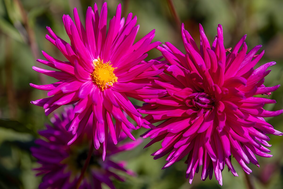 OCCOM8084794: Vibrant Pink Asters in Bloom