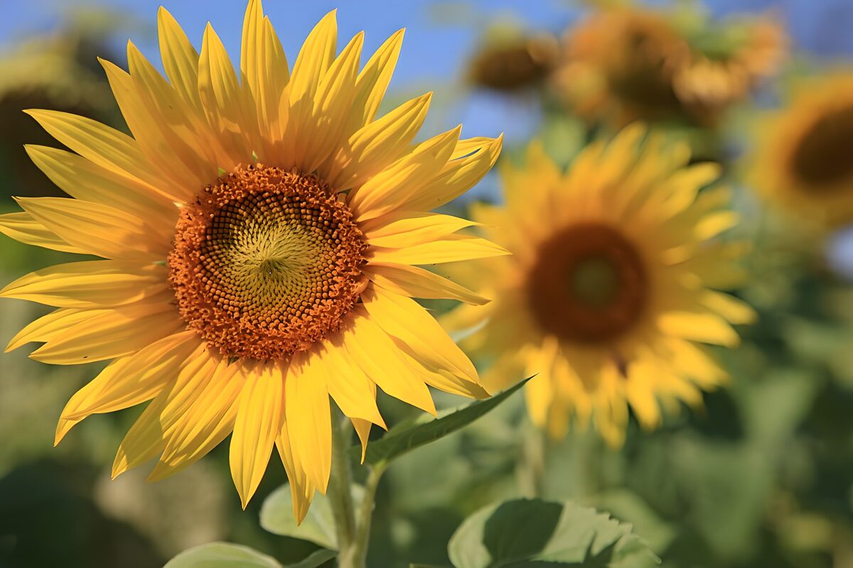 Sunflower in Full Bloom