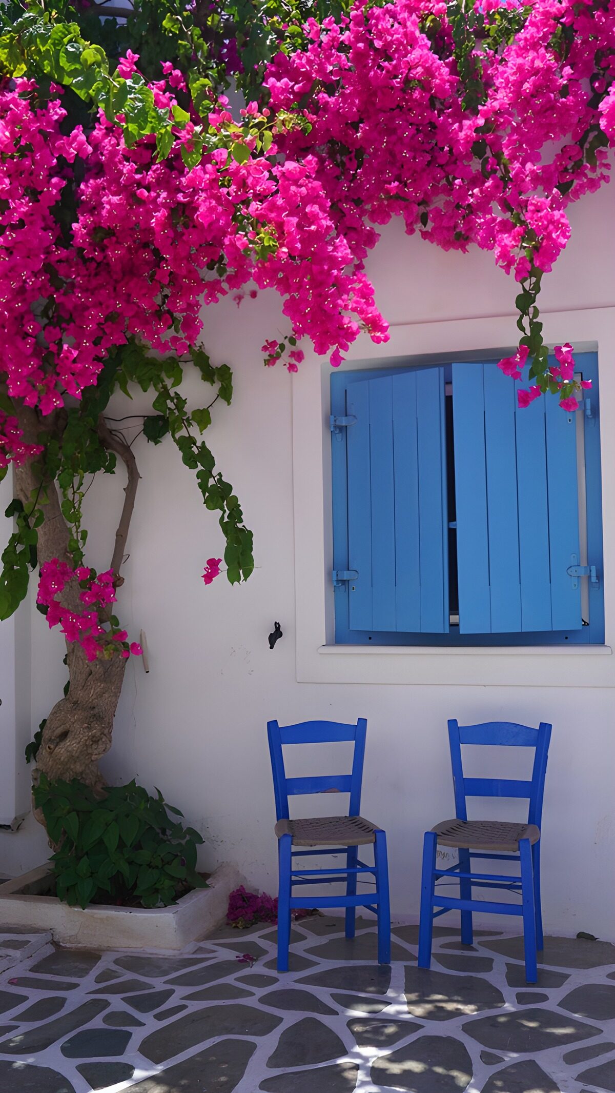 OCCOM2110197: Vibrant Bougainvillea by Blue Chairs