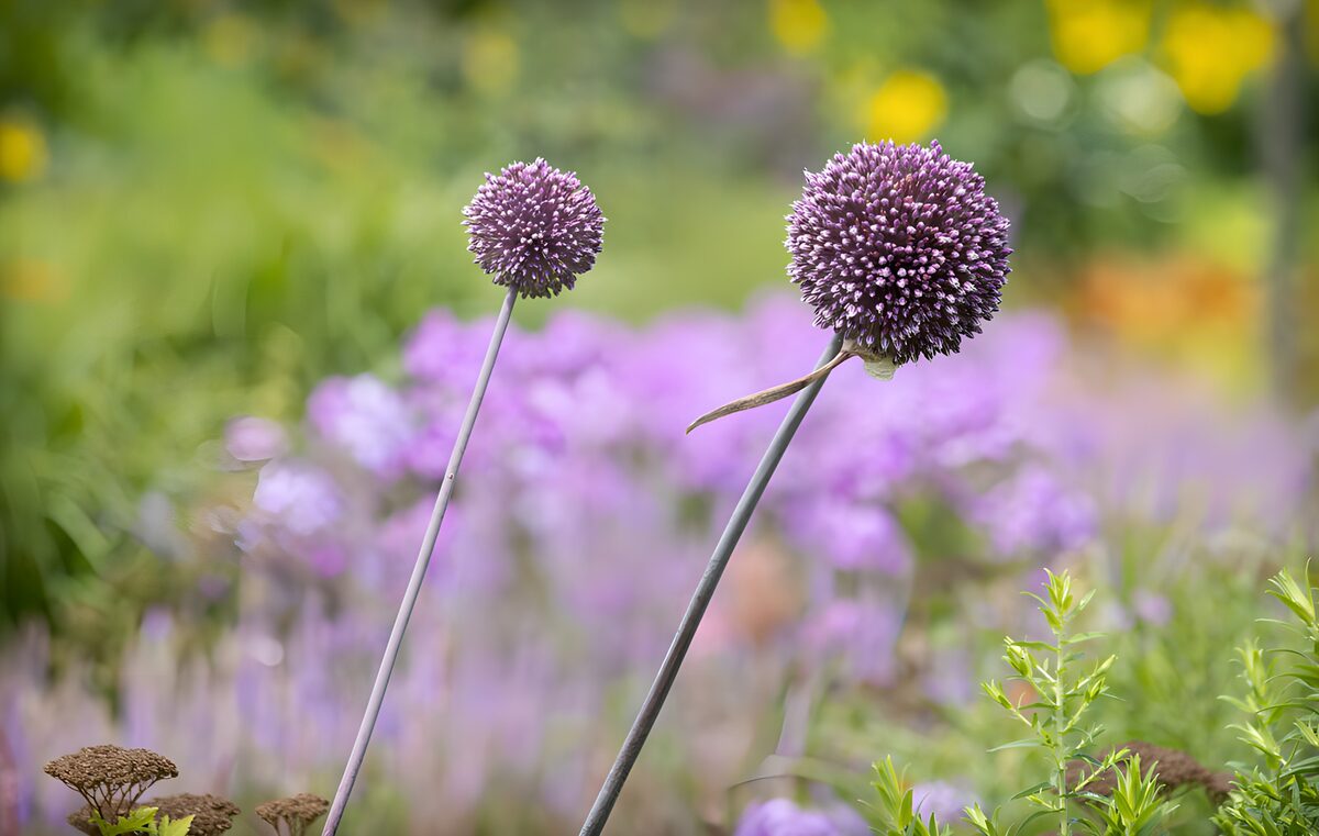 OCCOM7545063: Allium Blooms in a Colorful Garden