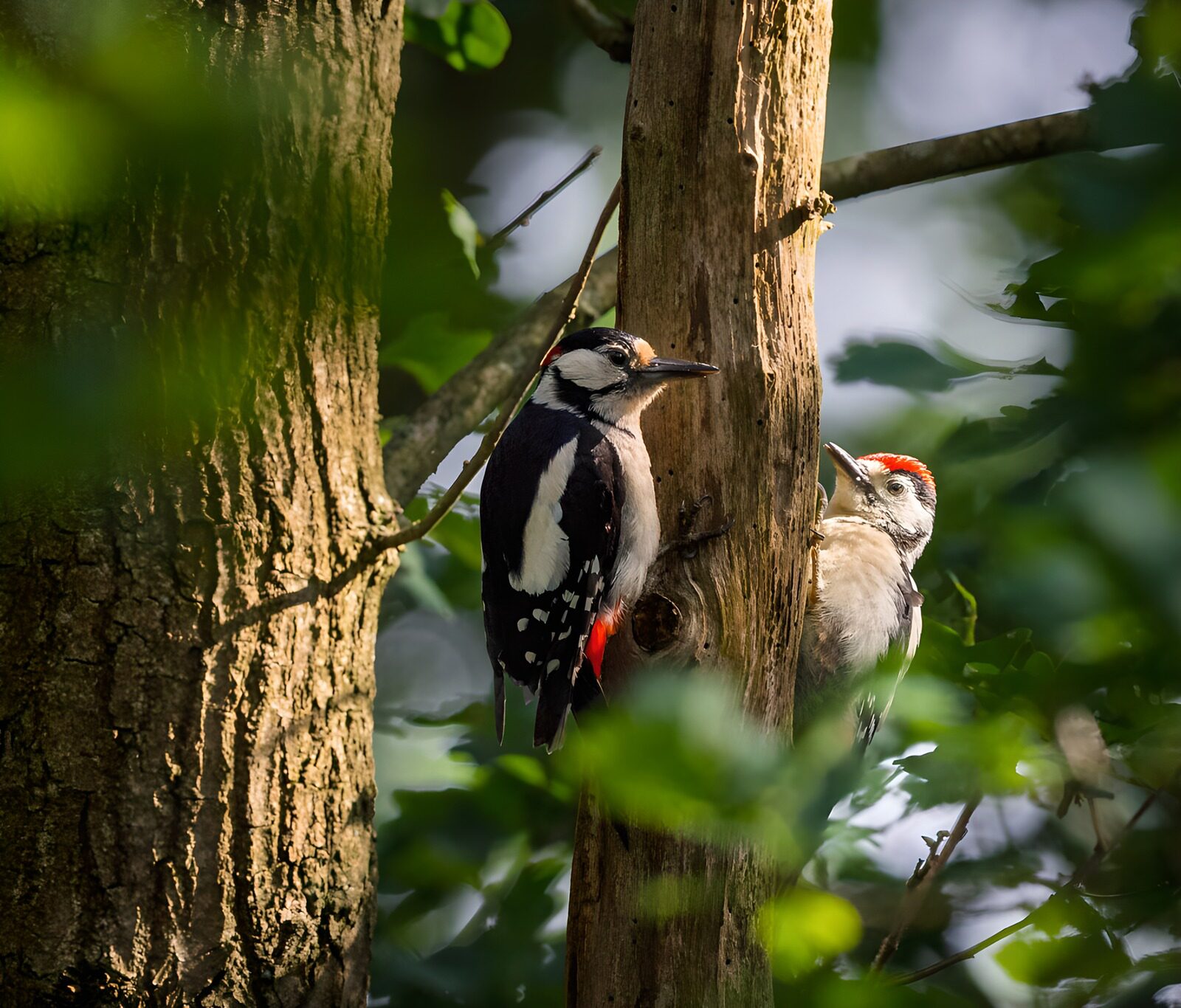 OCCOM7002103: Woodpeckers on a Tree Trunk