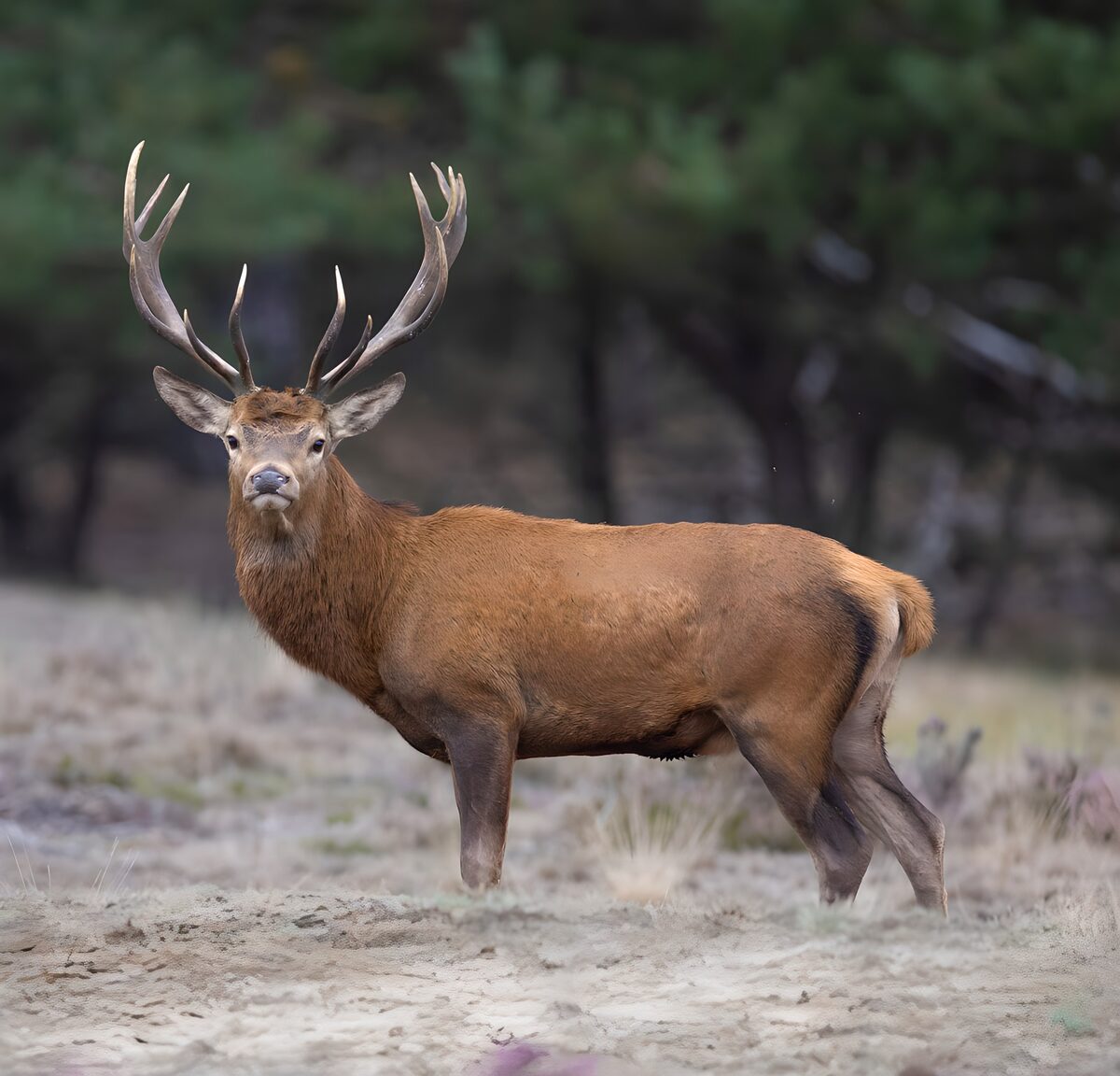 Majestic Stag in the Wild