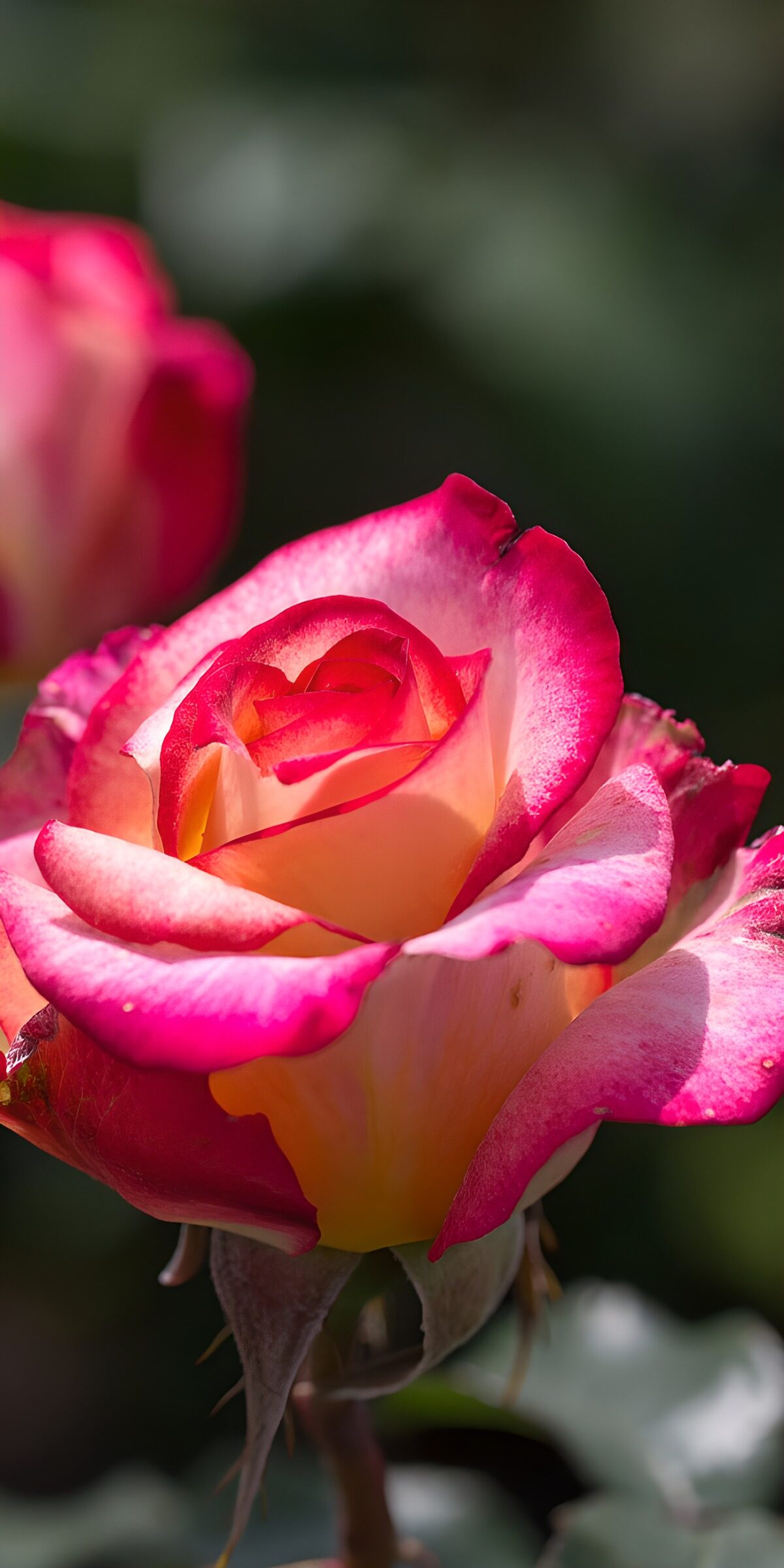 OCCOM8493844: Beautiful Pink Rose in Bloom