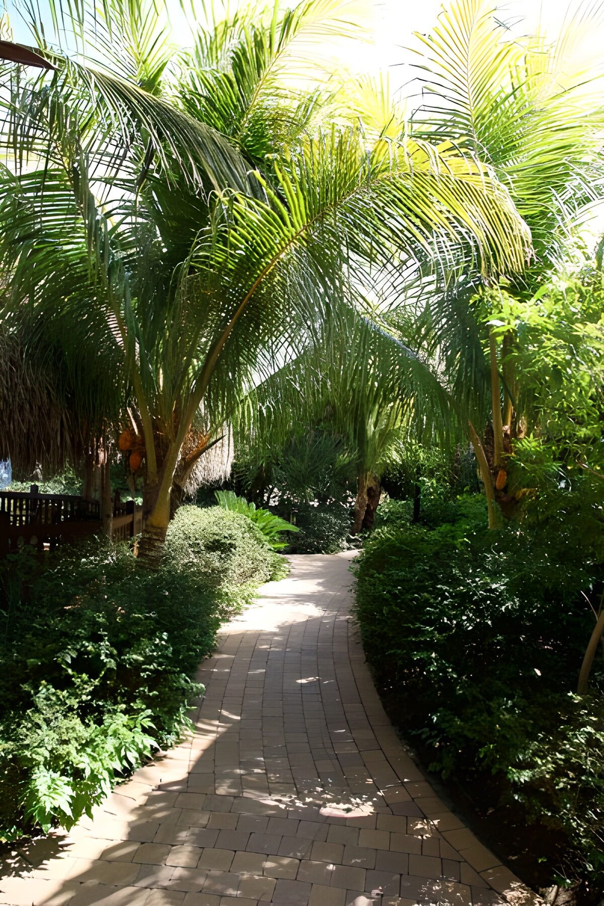 Lush Pathway Through Tropical Paradise