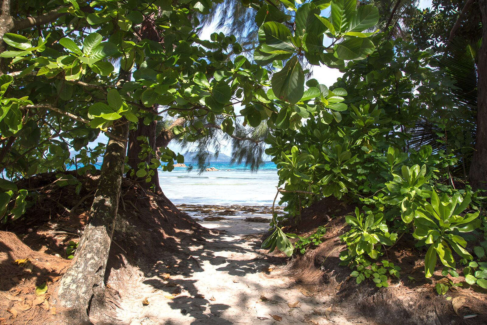 OCCOM3759729: Tropical Beach Pathway