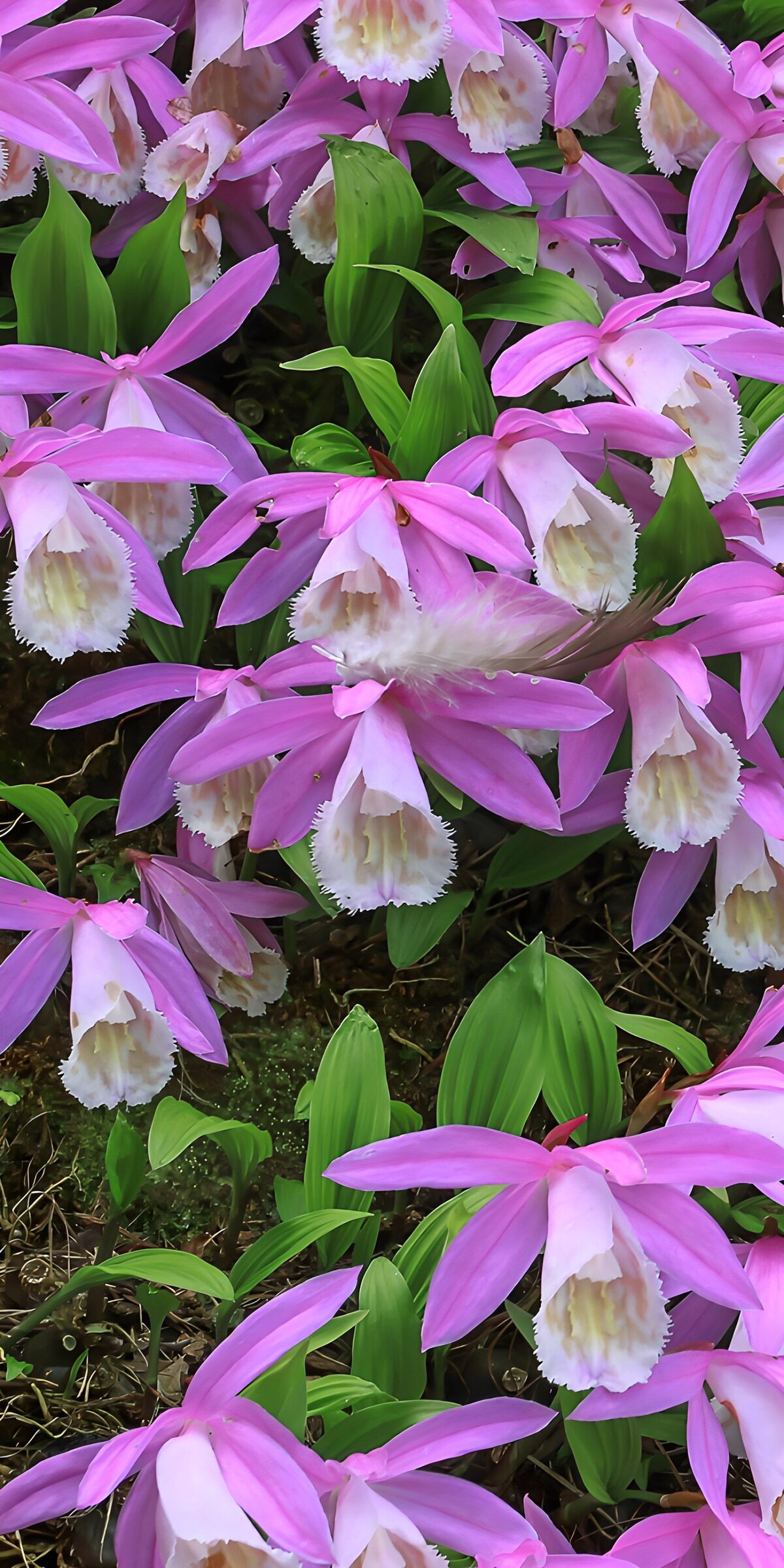 OCCOM2331547: Beauty of Pink Orchids in Bloom