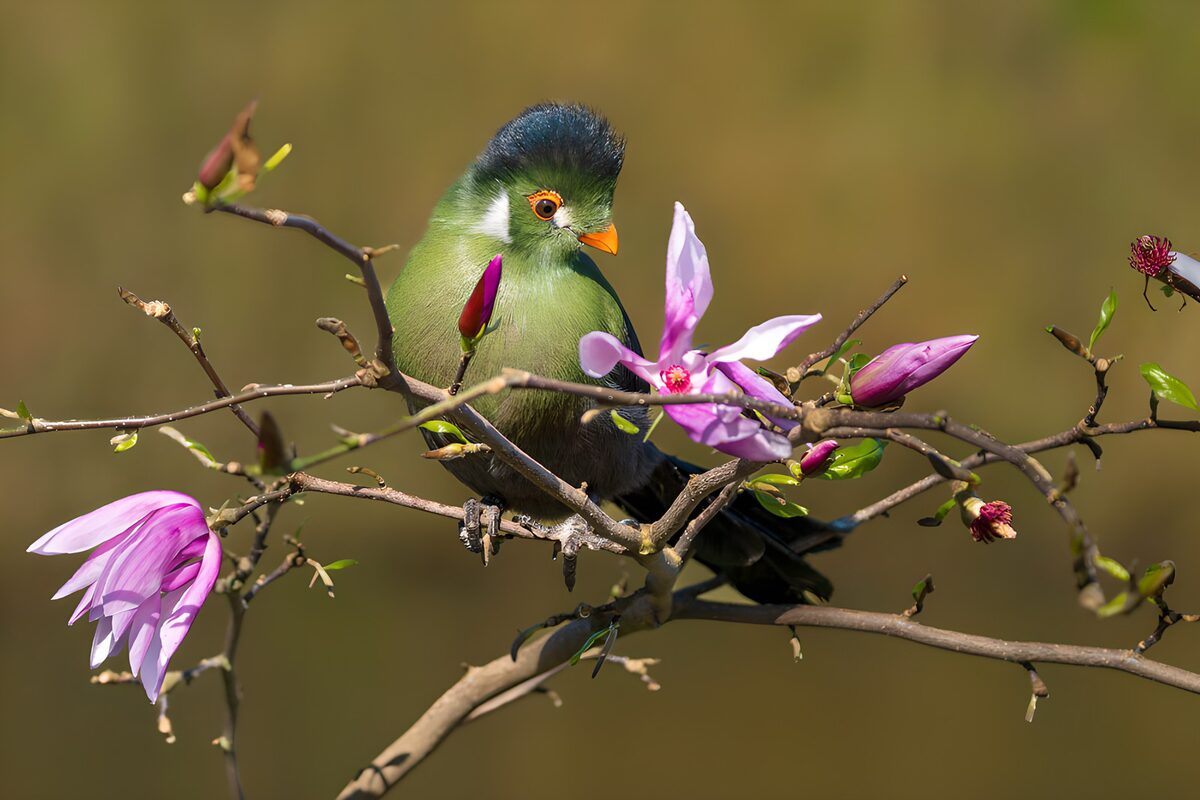 Colorful Bird Among Blossoming Flowers