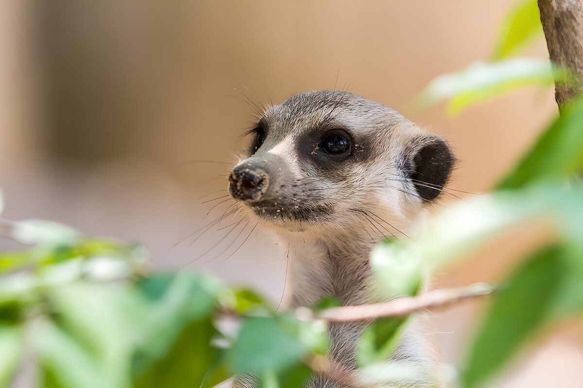 Curious Meerkat Among the Leaves