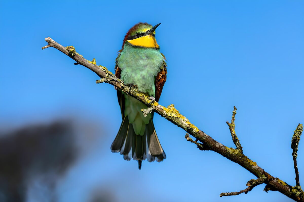 Vibrant Beauty on a Branch