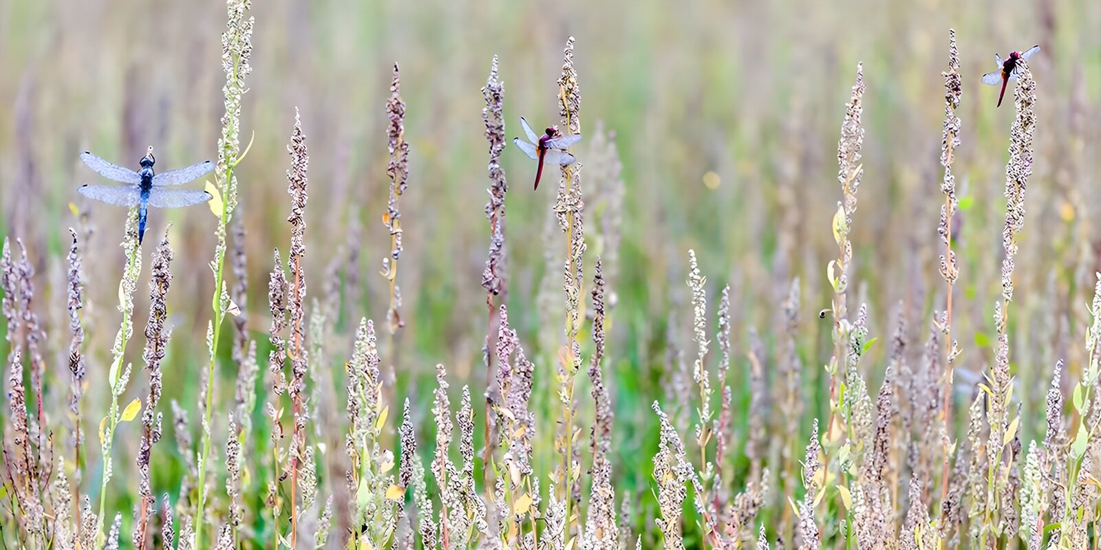 OCCOM8655799: Dragonflies Amidst Wild Grasses