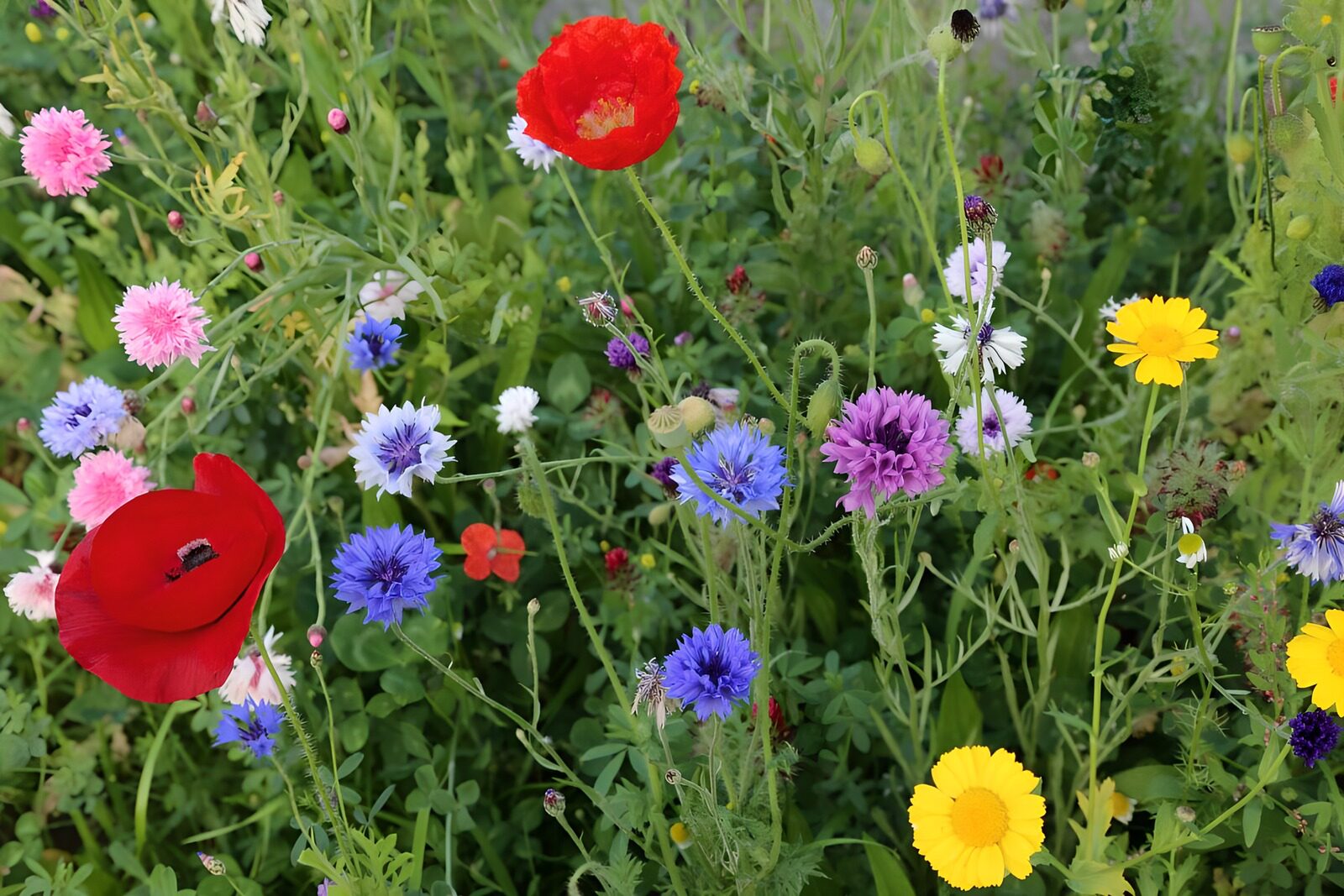 OCCOM7195022: Vibrant Wildflower Meadow