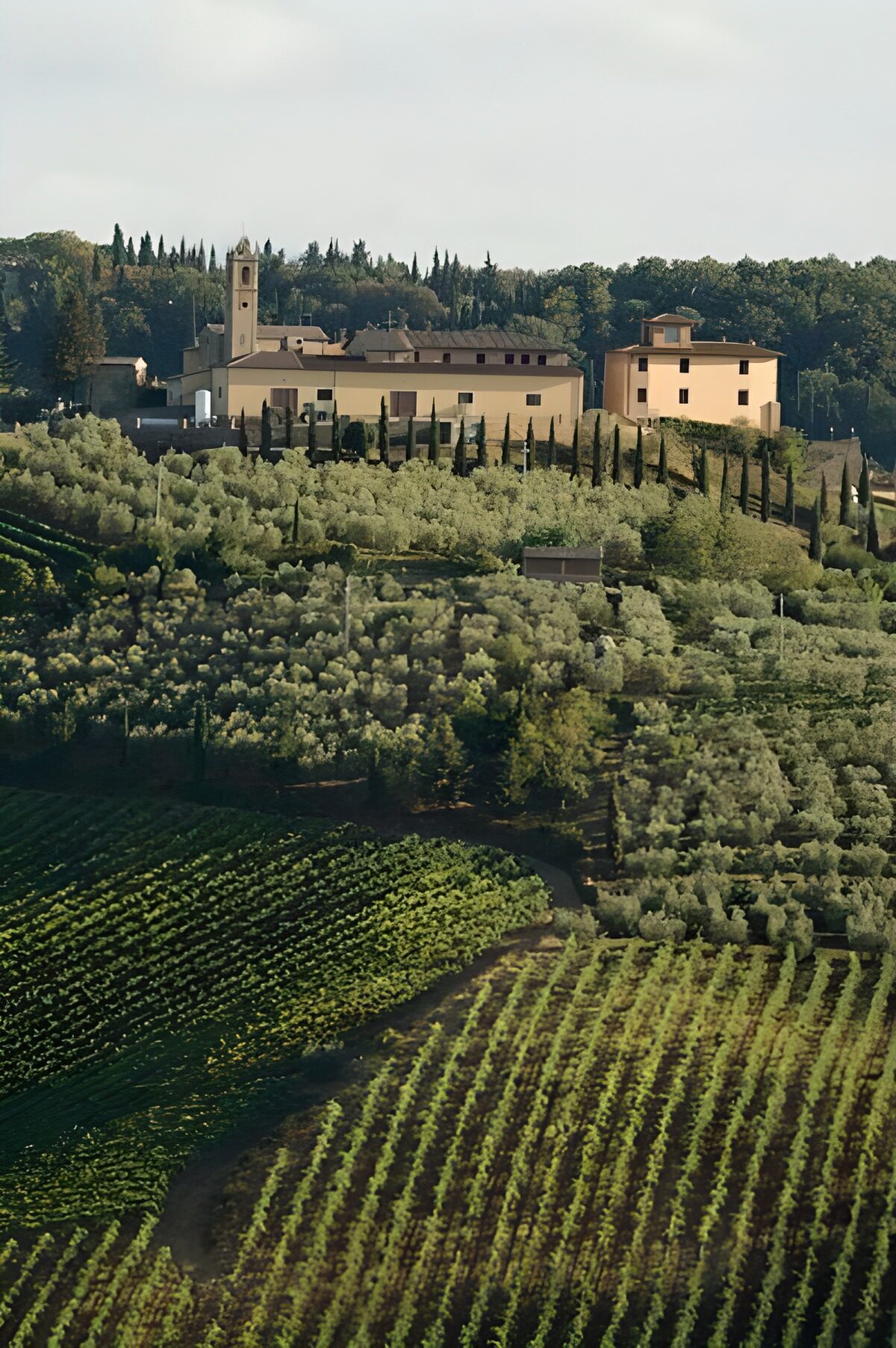 OCCOM6857765: Scenic Vineyard Hillside in Tuscany