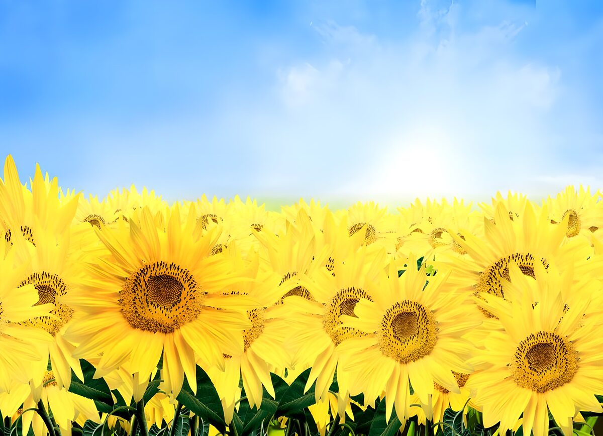 OCCOM8976578: Sunflower Field Under Bright Sky