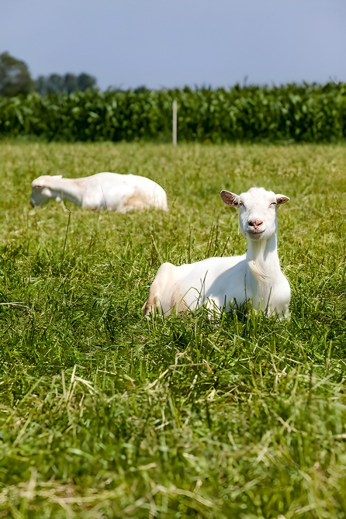 OCCOM3967670: Playful Goats in a Sunny Meadow