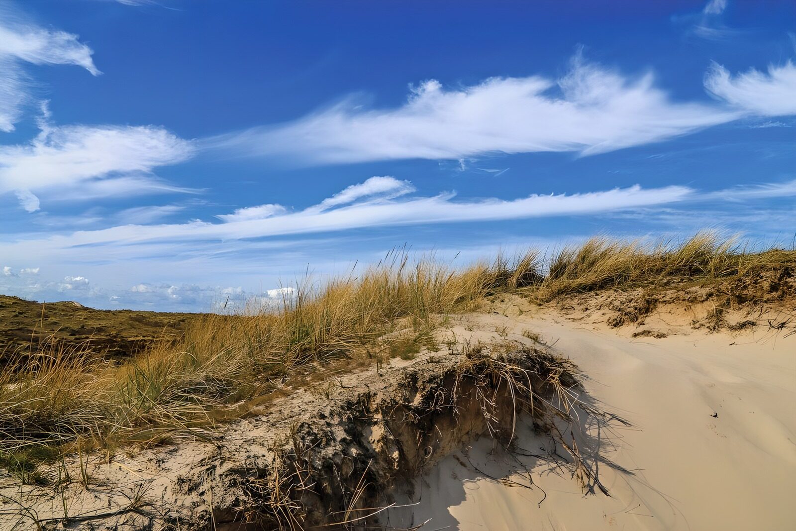 OCCOM8137921: Tranquil Dunes Under a Blue Sky