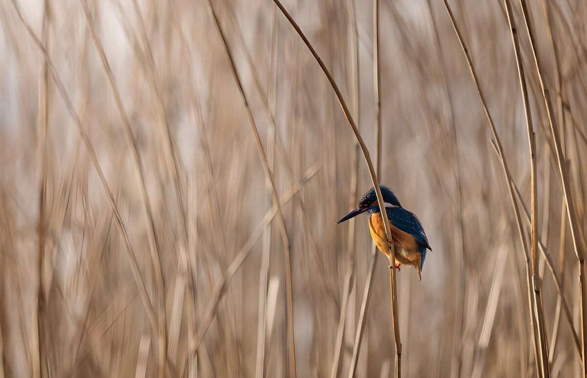 OCCOM1572999: Kingfisher Amongst Reeds