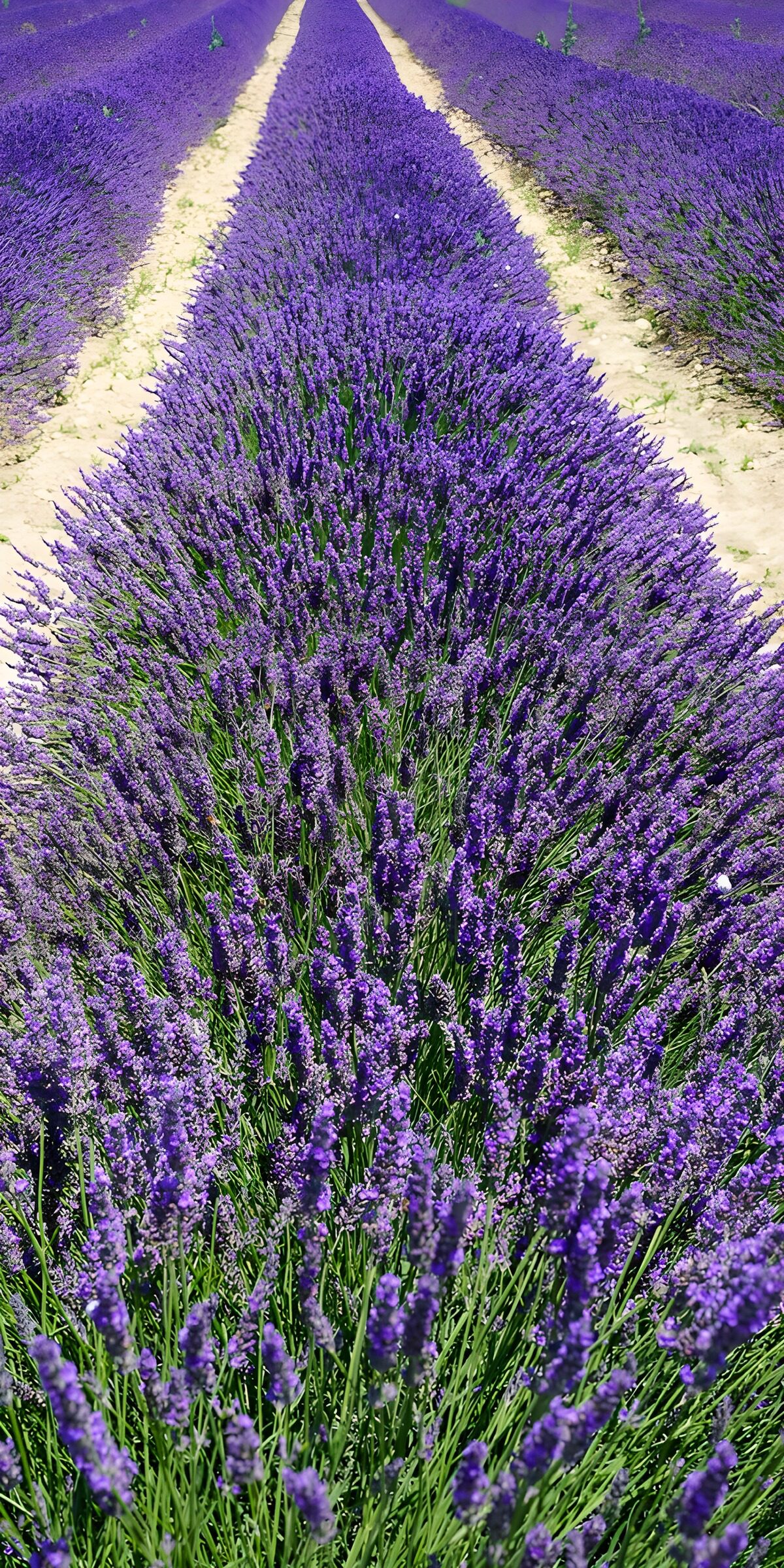 OCCOM3075860: Lavender Fields in Bloom