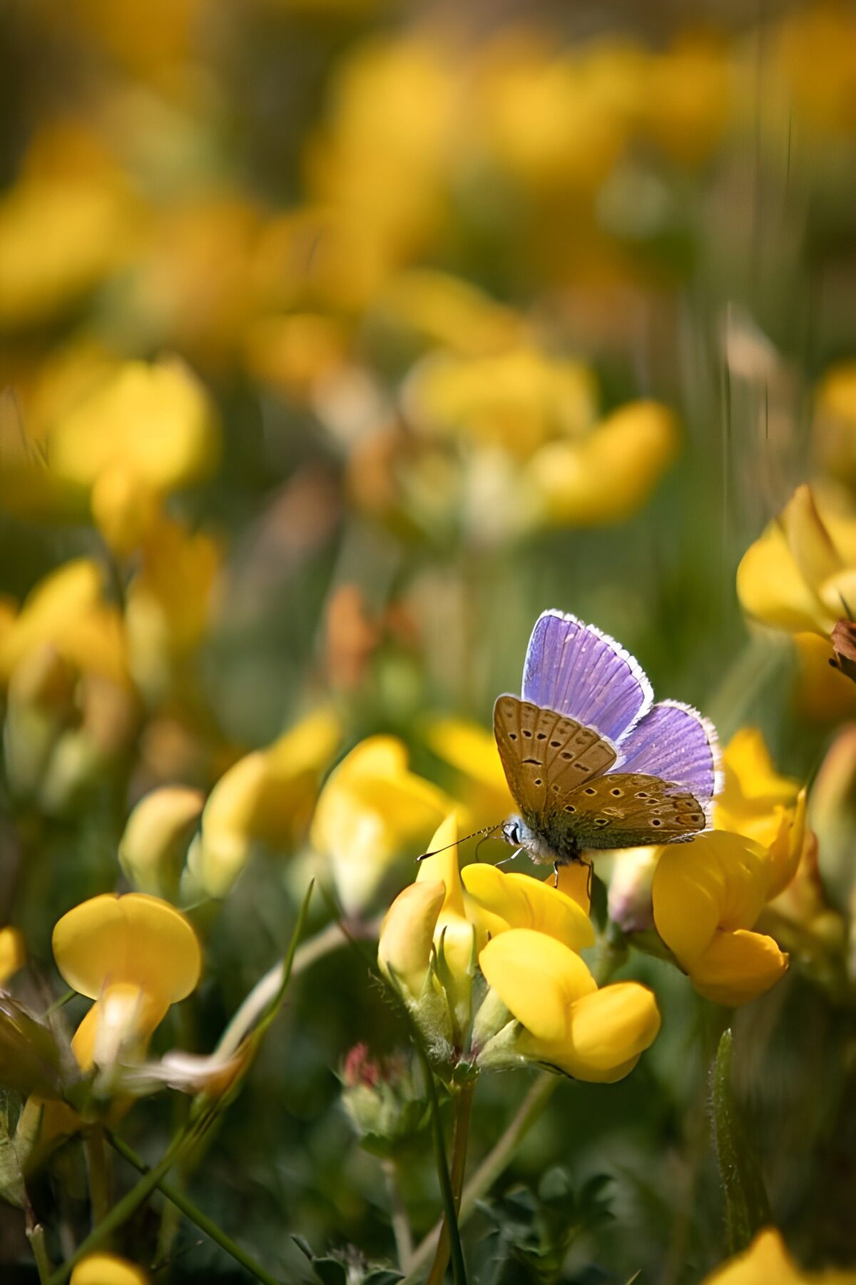 Colorful Butterfly on Yellow Flowers