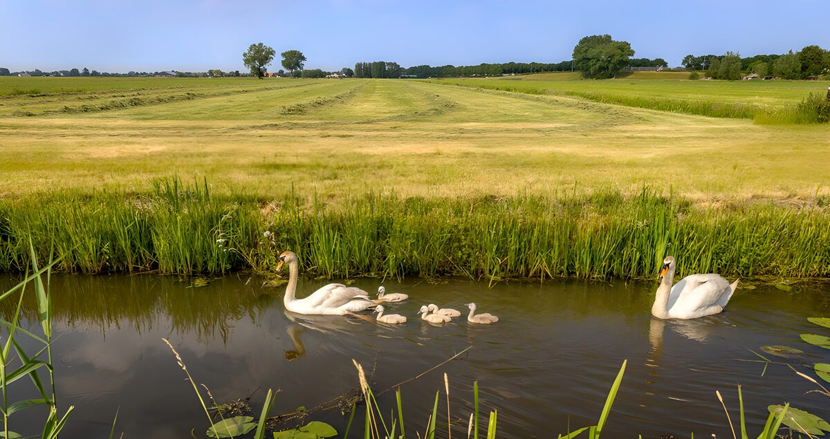 OCCOM5199693: Family of Swans in Tranquil Waters