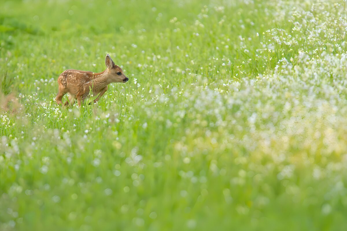 Fawn Exploring a Flowering Meadow