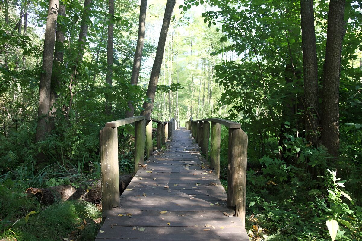 OCCOM4398283: Tranquil Forest Pathway
