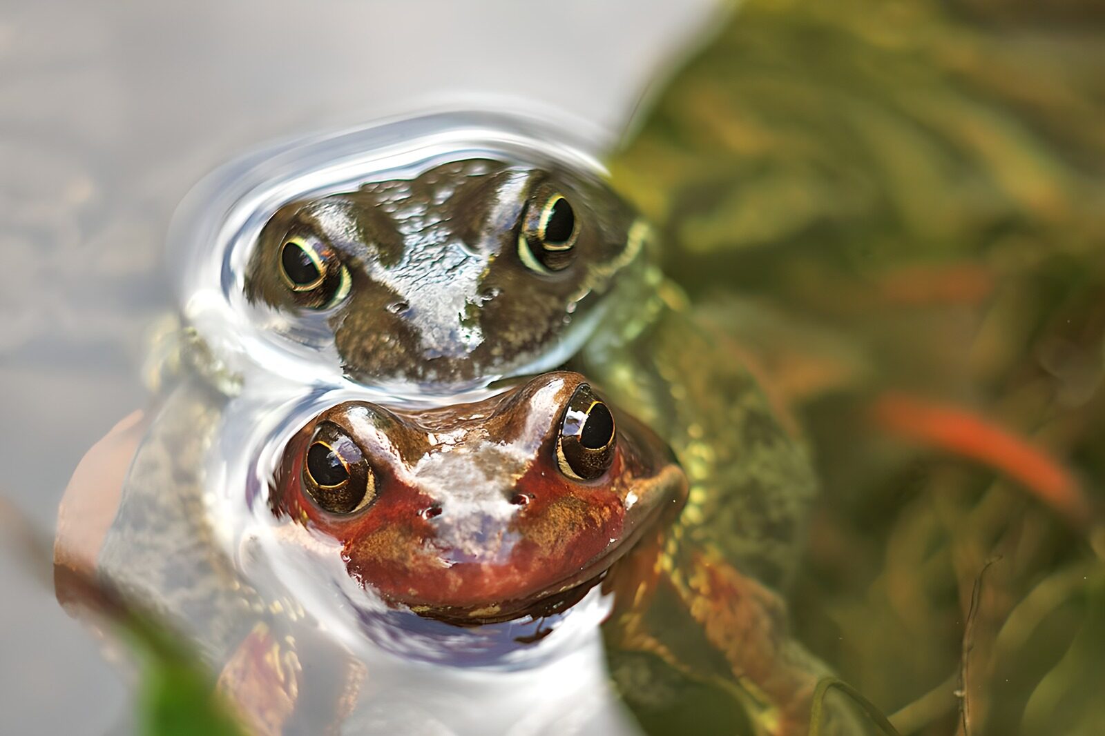 OCCOM7026672: Frogs Merging in a Serene Pond