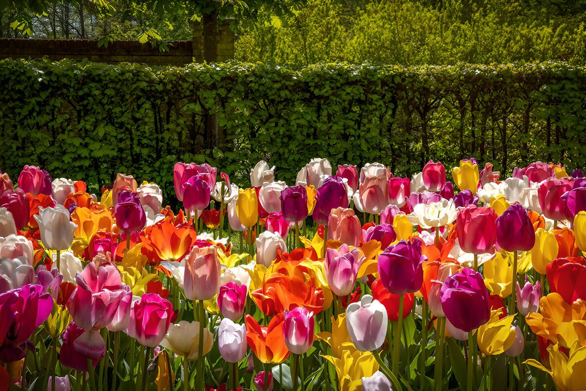 Vibrant Tulip Garden in Full Bloom