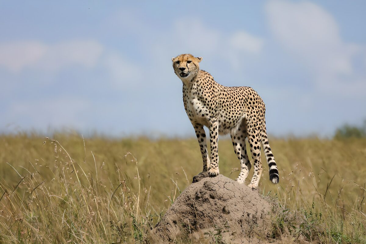 Majestic Cheetah on the Lookout