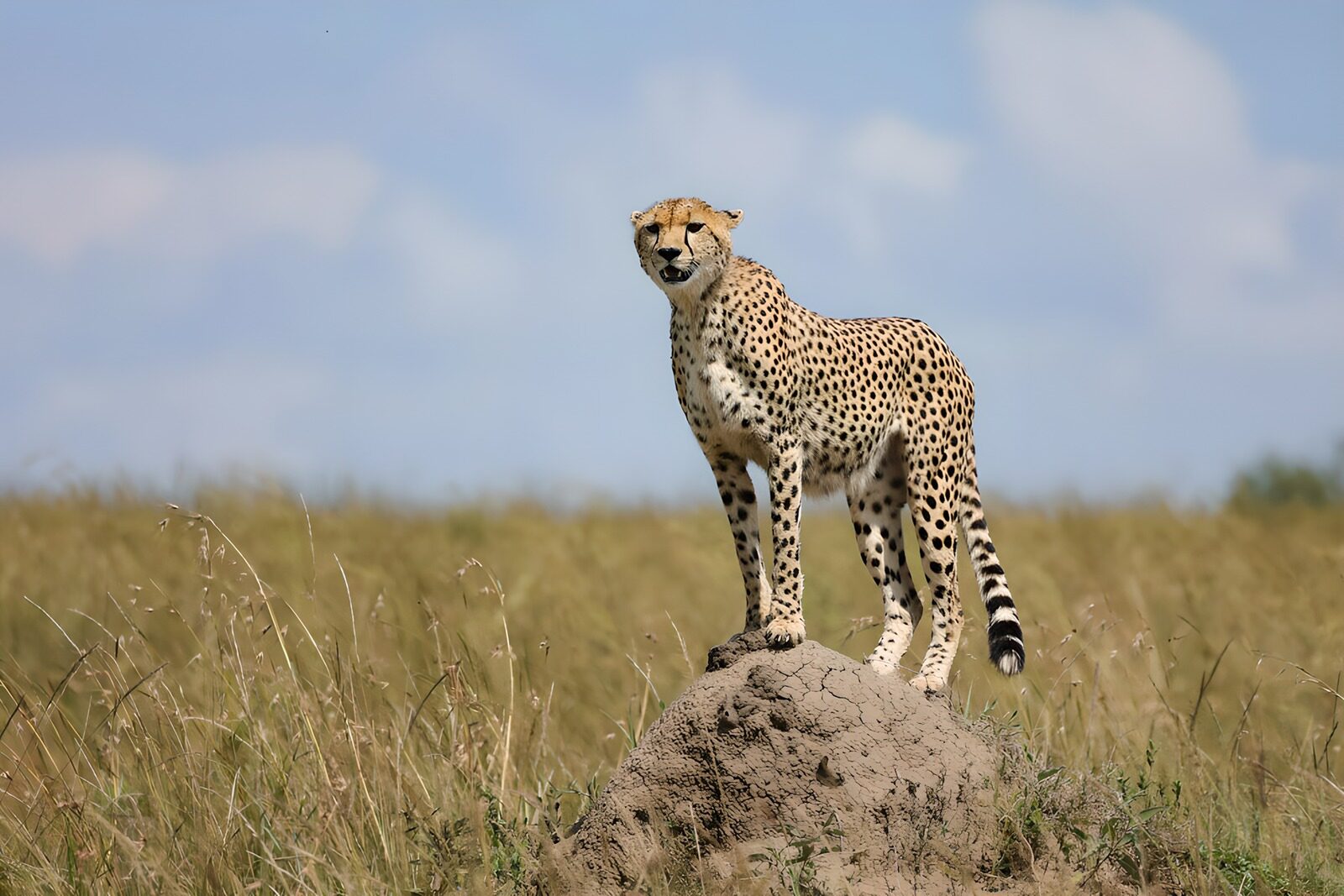 OCCOM9146396: Majestic Cheetah on the Lookout