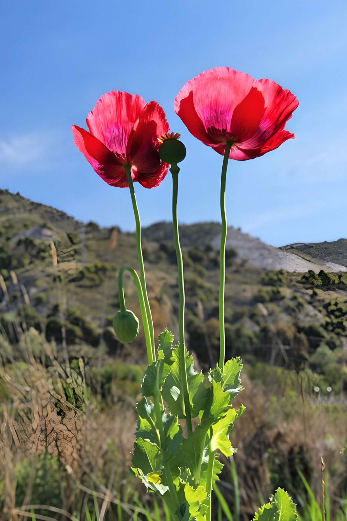 Vibrant Red Poppies in Nature