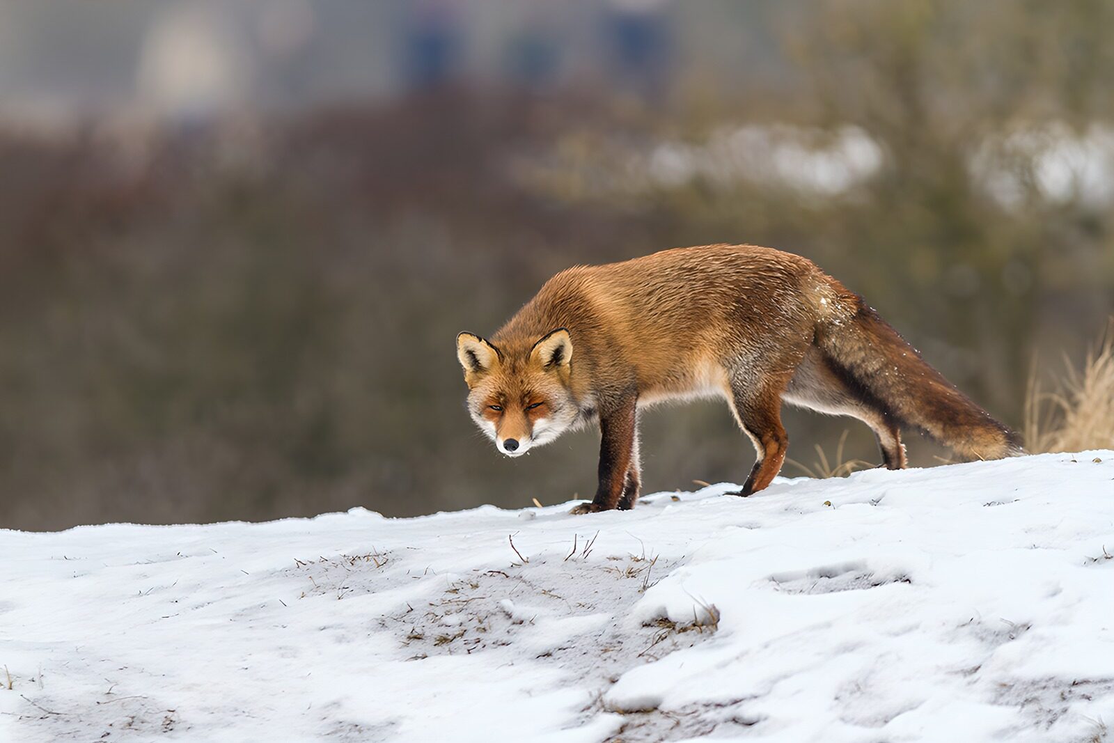OCCOM4997522: Curious Fox in a Snowy Landscape