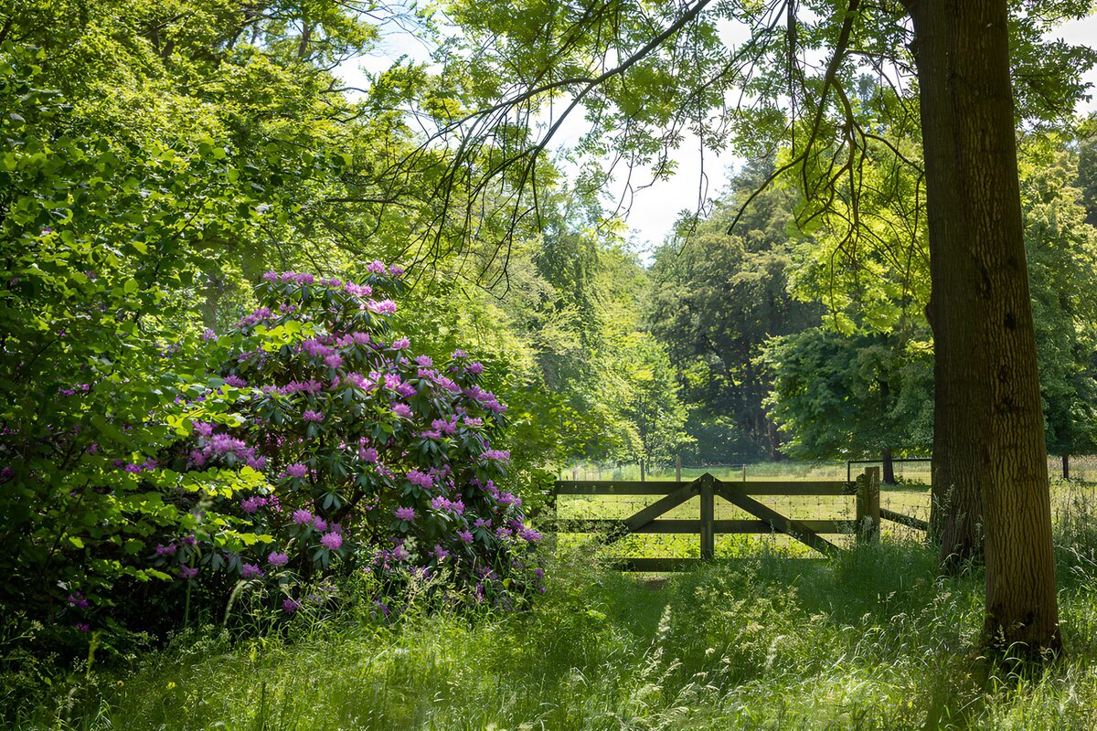 OCCOM8761546: Serene Garden Pathway